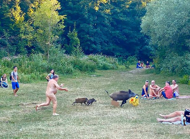 Naked sunbather chases wild boar through park after it steals his laptop bag